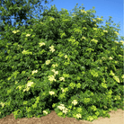 Blue Elderberry – 50 Seeds seed packet from Seed Therapy – American - grown, heirloom seeds