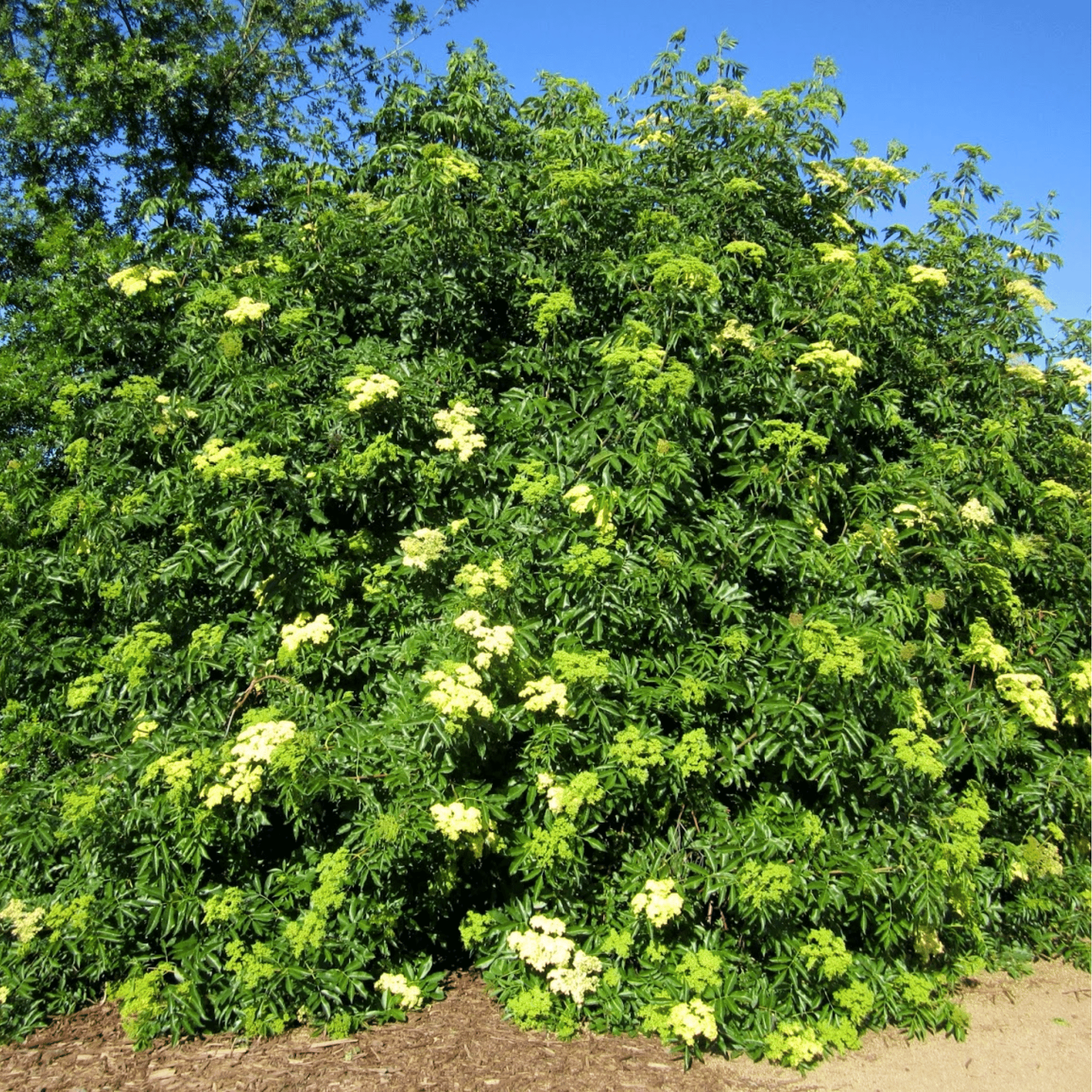 Blue Elderberry – 50 Seeds seed packet from Seed Therapy – American - grown, heirloom seeds