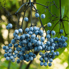 Blue Elderberry – 50 Seeds seed packet from Seed Therapy – American - grown, heirloom seeds