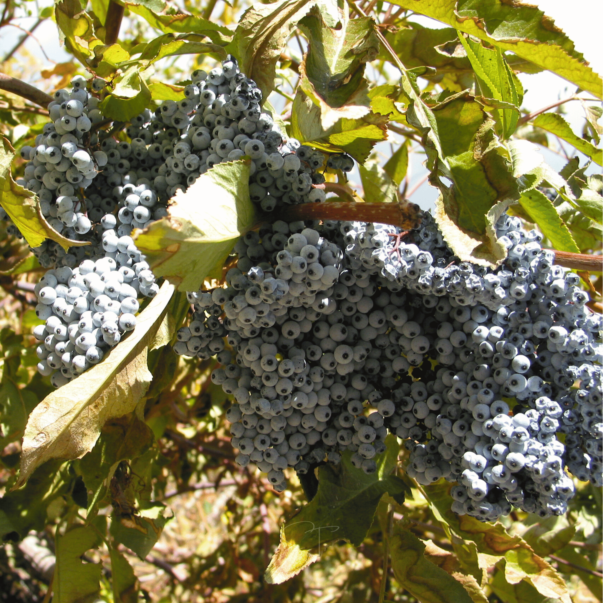Blue Elderberry – 50 Seeds seed packet from Seed Therapy – American - grown, heirloom seeds