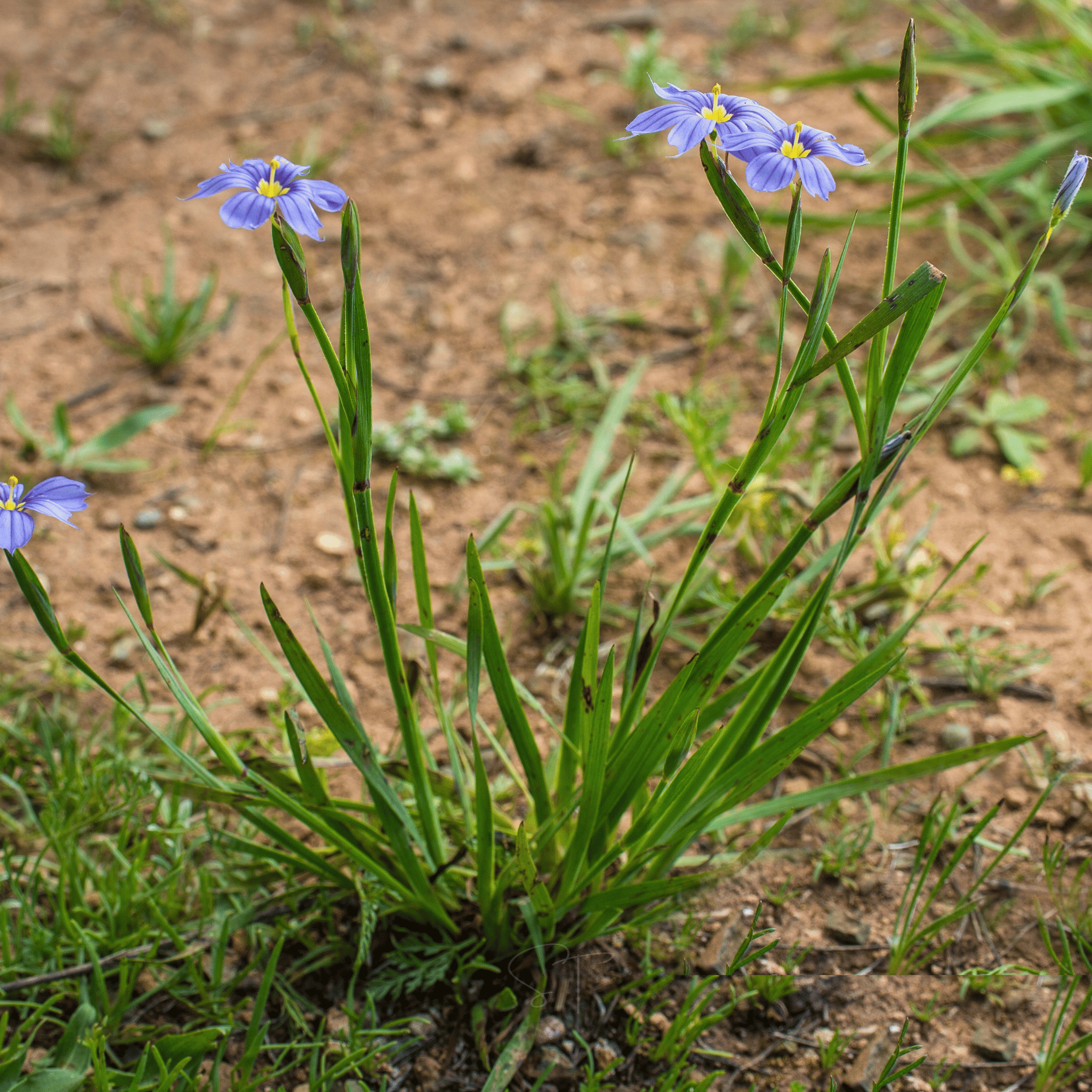 Blue Eyed Stout Grass – 50 Seeds seed packet from Seed Therapy – American - grown, heirloom seeds