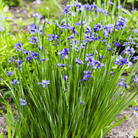 Blue Eyed Stout Grass – 50 Seeds seed packet from Seed Therapy – American - grown, heirloom seeds