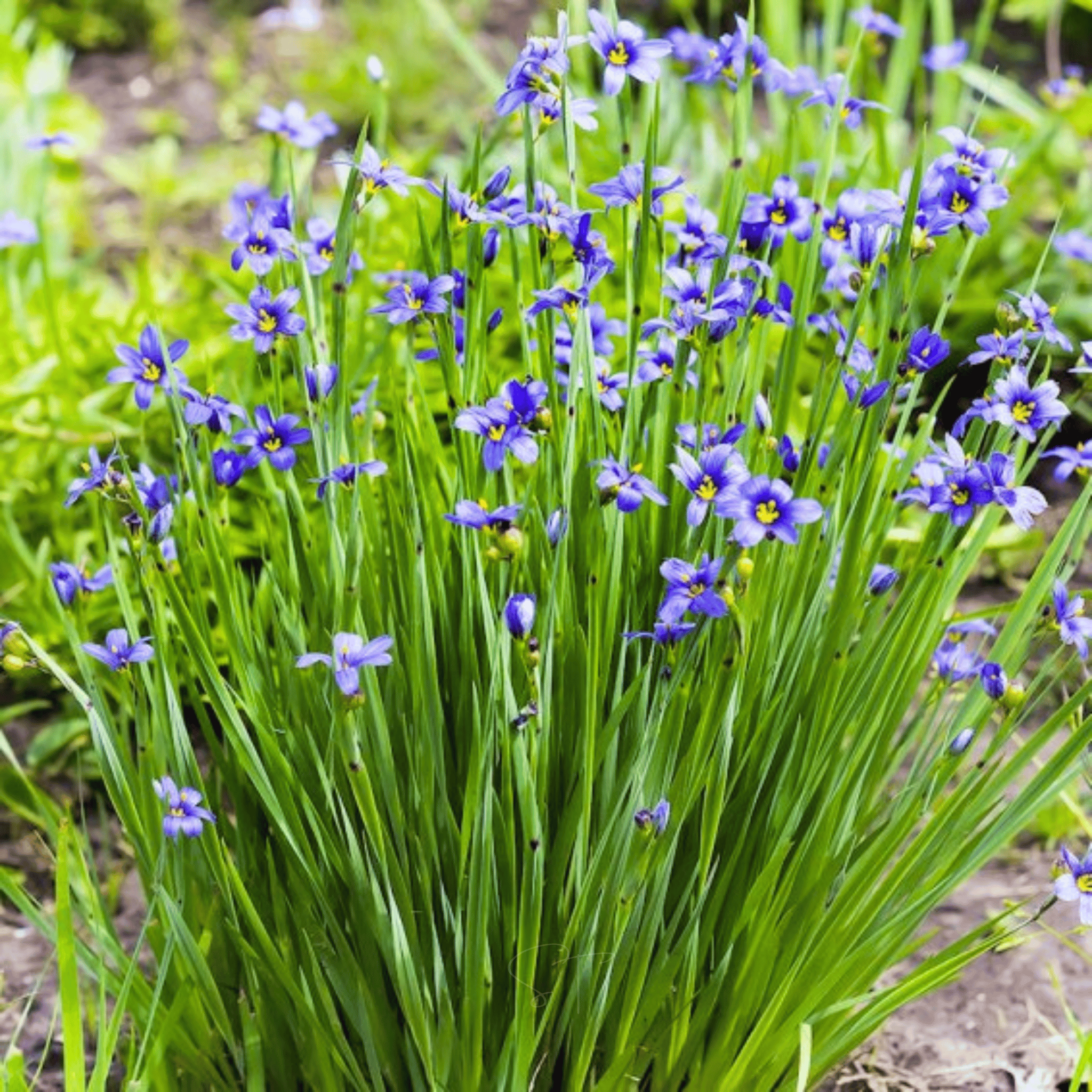 Blue Eyed Stout Grass – 50 Seeds seed packet from Seed Therapy – American - grown, heirloom seeds