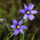 Blue Eyed Stout Grass – 50 Seeds seed packet from Seed Therapy – American - grown, heirloom seeds