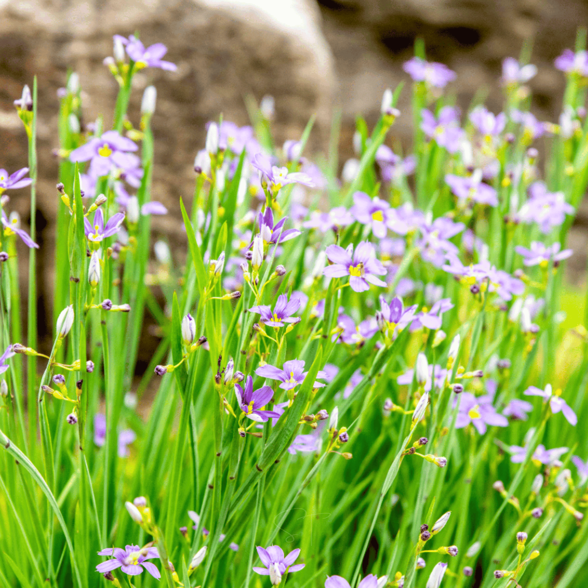 Blue Eyed Stout Grass – 50 Seeds seed packet from Seed Therapy – American - grown, heirloom seeds