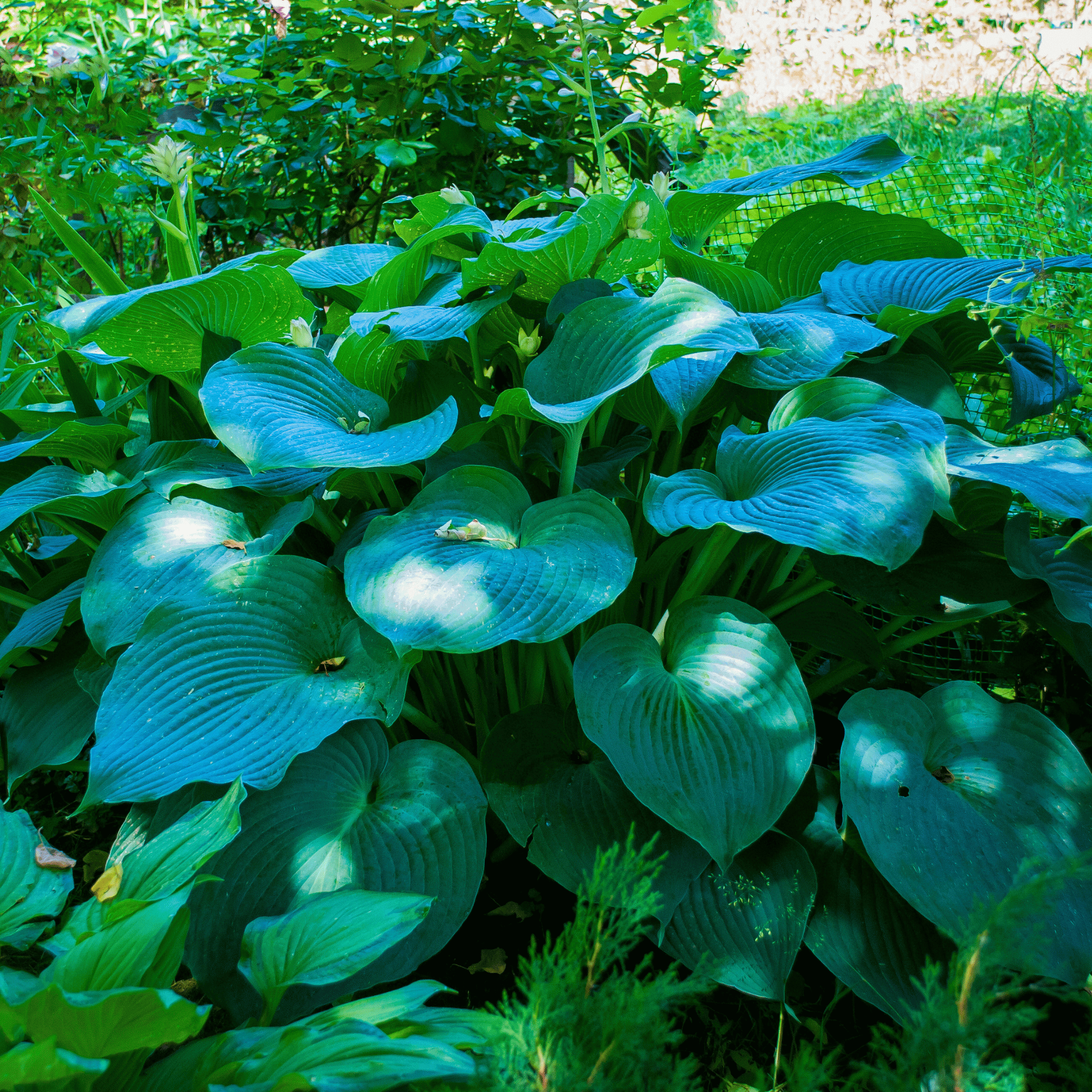 Blue Hosta – 25 Seeds seed packet from Seed Therapy – American - grown, heirloom seeds