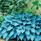 Blue Hosta – 25 Seeds seed packet from Seed Therapy – American - grown, heirloom seeds