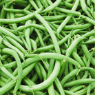 Blue Lake Bean (Pole) – 50 Seeds seed packet from Seed Therapy – American - grown, heirloom seeds