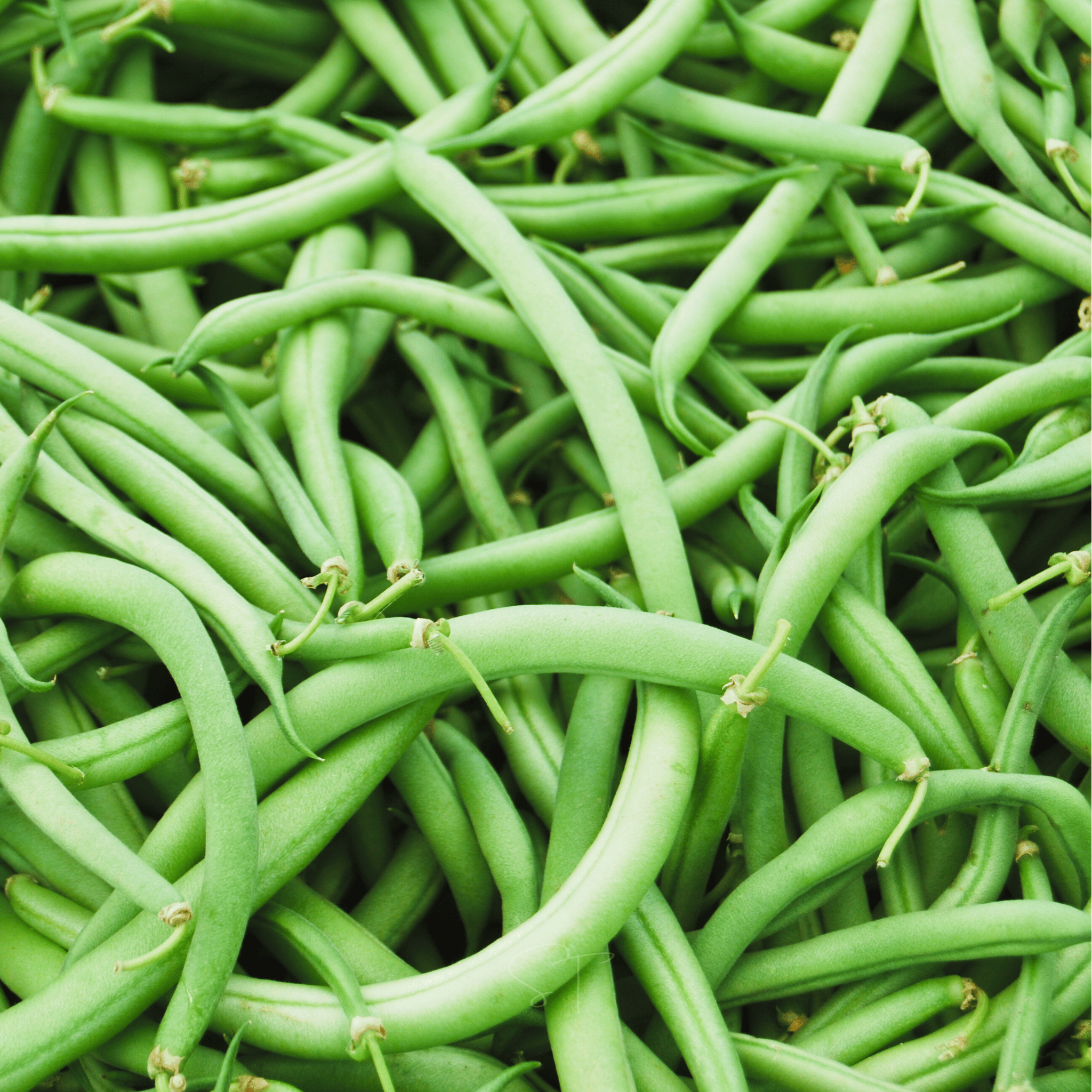 Blue Lake Bean (Pole) – 50 Seeds seed packet from Seed Therapy – American - grown, heirloom seeds