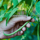 Blue Lake Bean (Pole) – 50 Seeds seed packet from Seed Therapy – American - grown, heirloom seeds