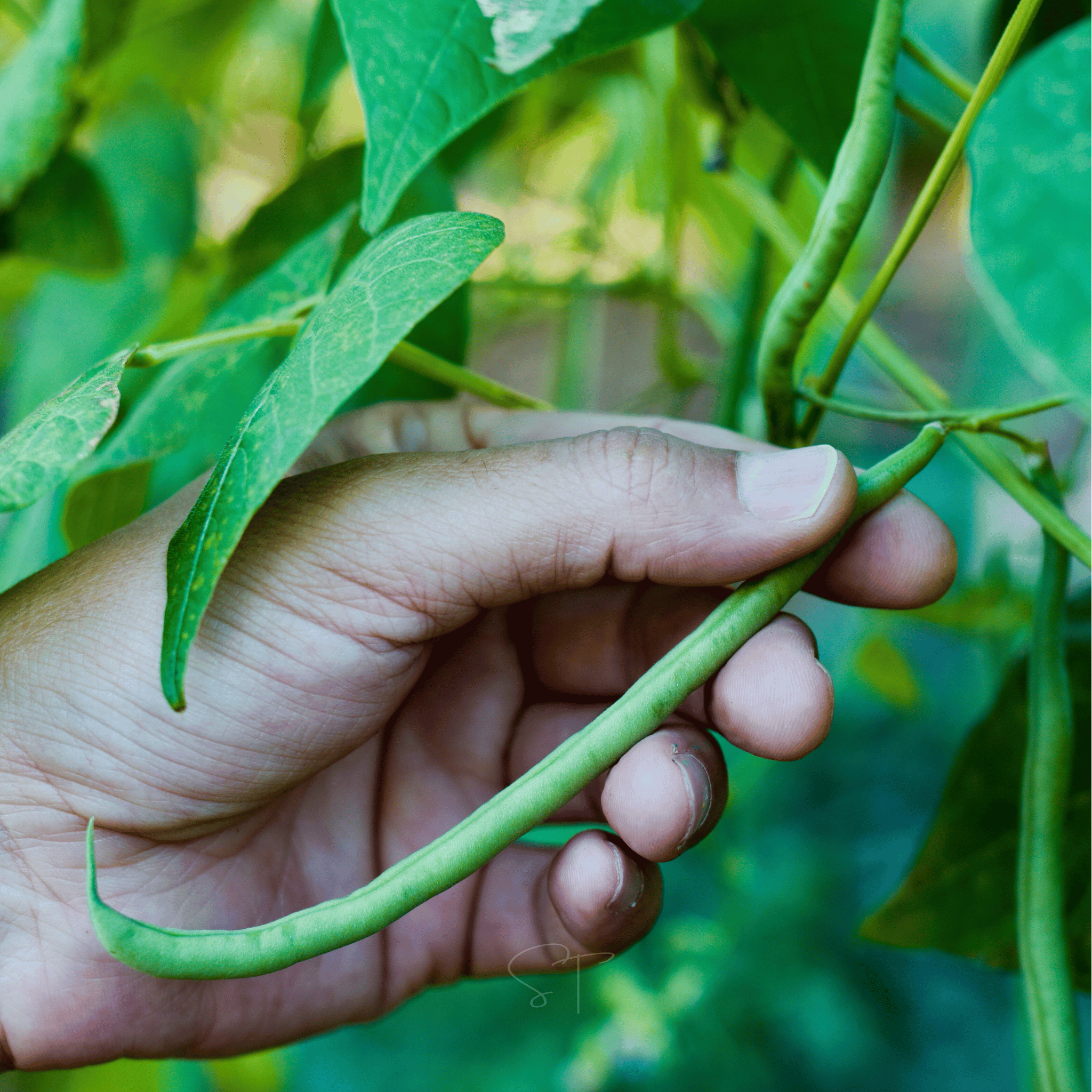 Blue Lake Bean (Pole) – 50 Seeds seed packet from Seed Therapy – American - grown, heirloom seeds