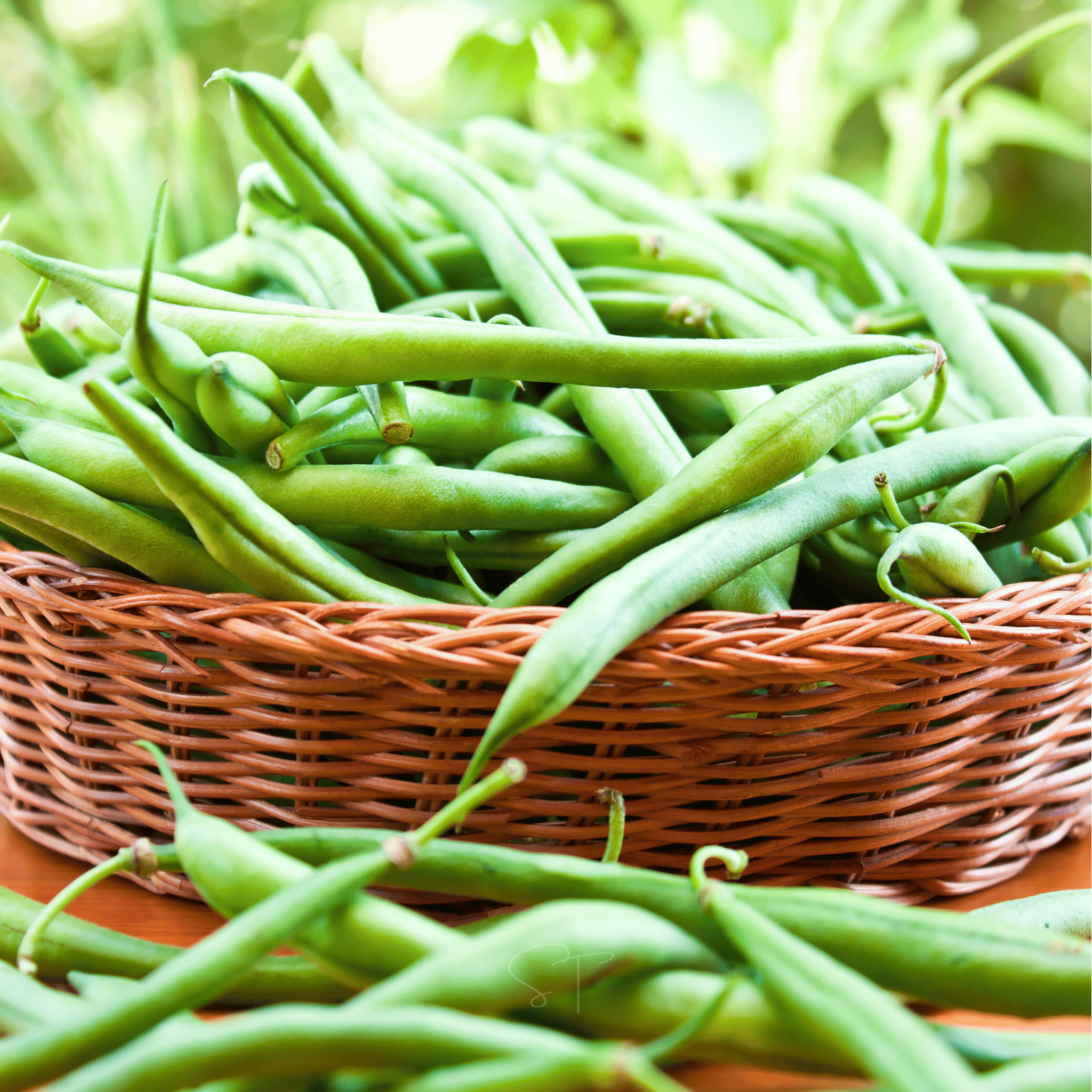 Blue Lake Bean (Pole) – 50 Seeds seed packet from Seed Therapy – American - grown, heirloom seeds