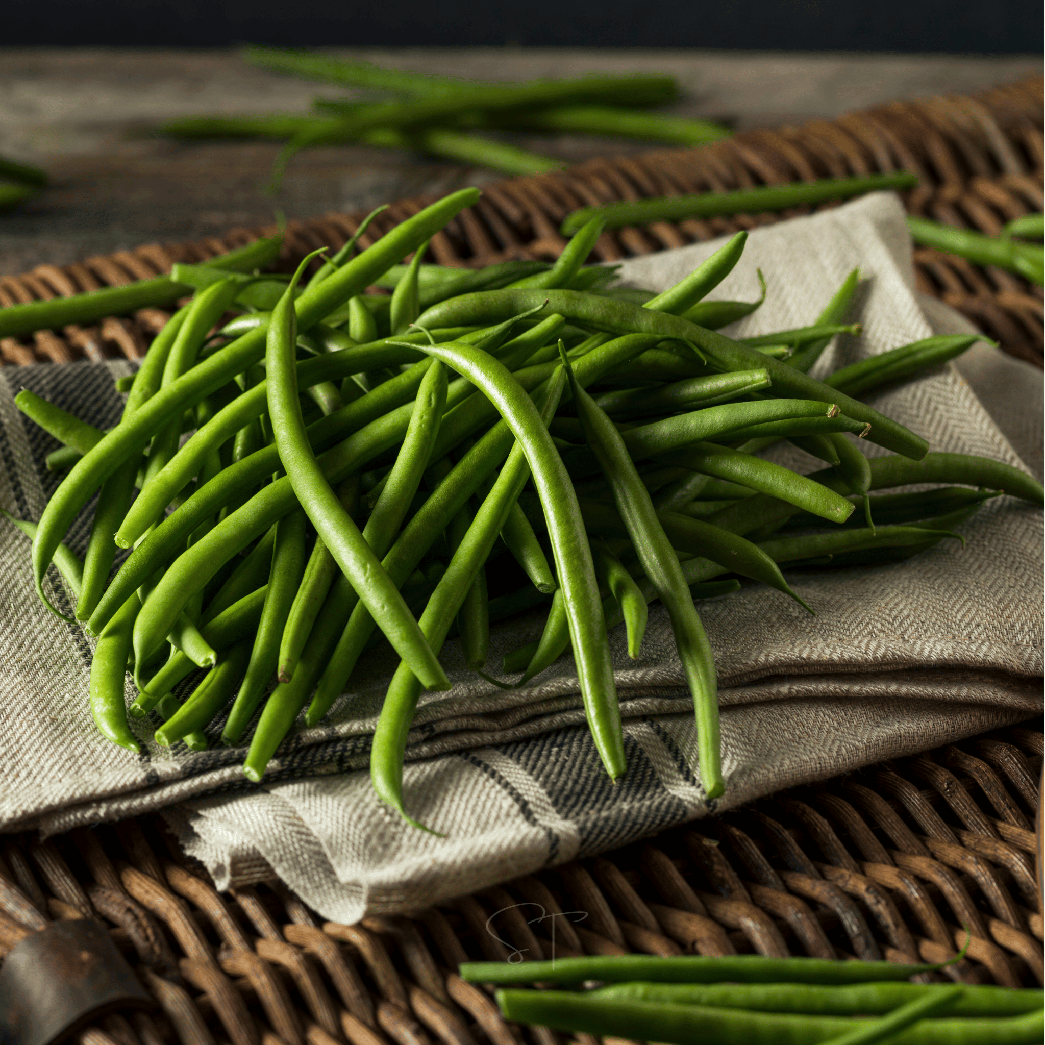 Blue Lake Bean (Pole) – 50 Seeds seed packet from Seed Therapy – American - grown, heirloom seeds