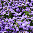 Blue Mink Dwarf Ageratum – 100 Seeds seed packet from Seed Therapy – American - grown, heirloom seeds