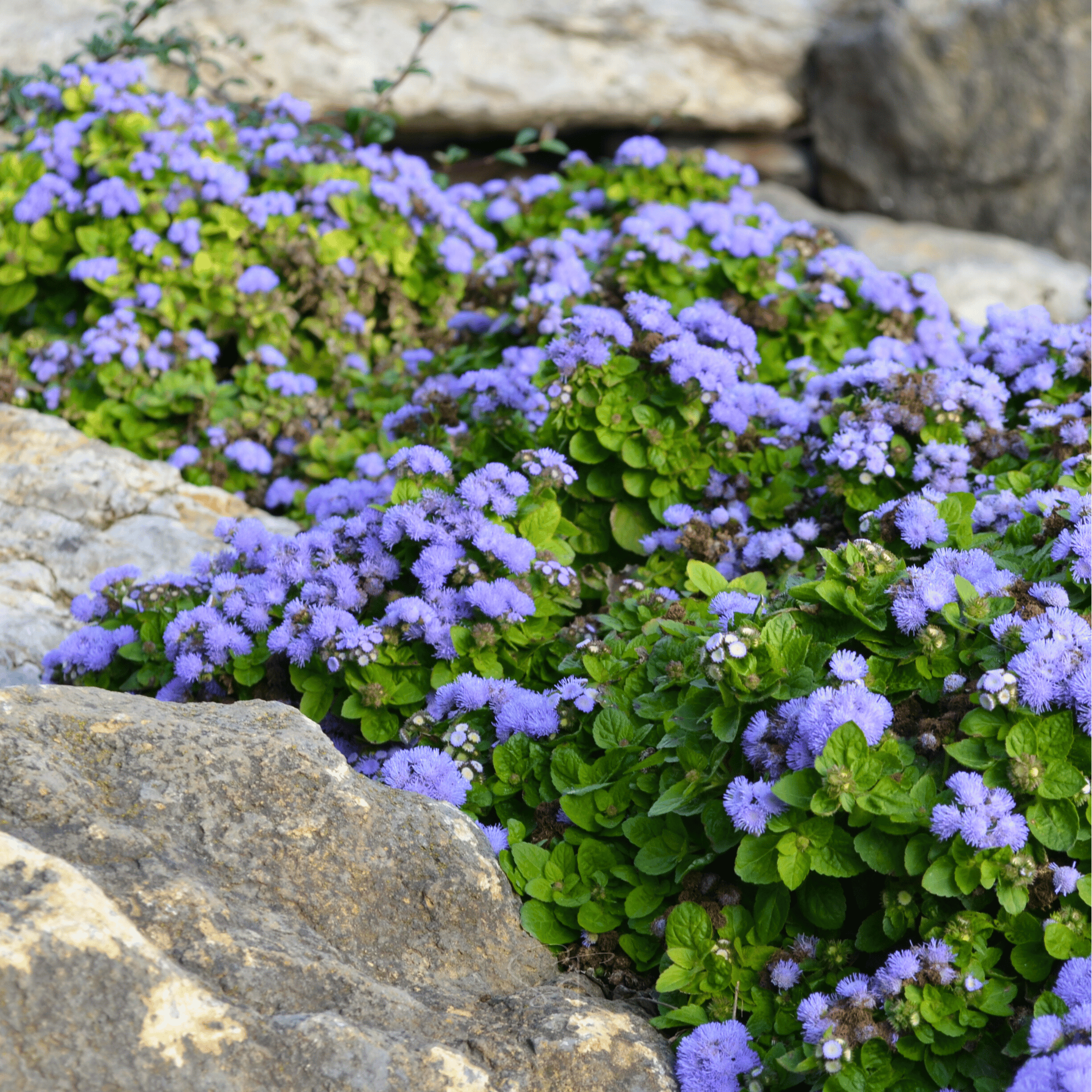 Blue Mink Dwarf Ageratum – 100 Seeds seed packet from Seed Therapy – American - grown, heirloom seeds