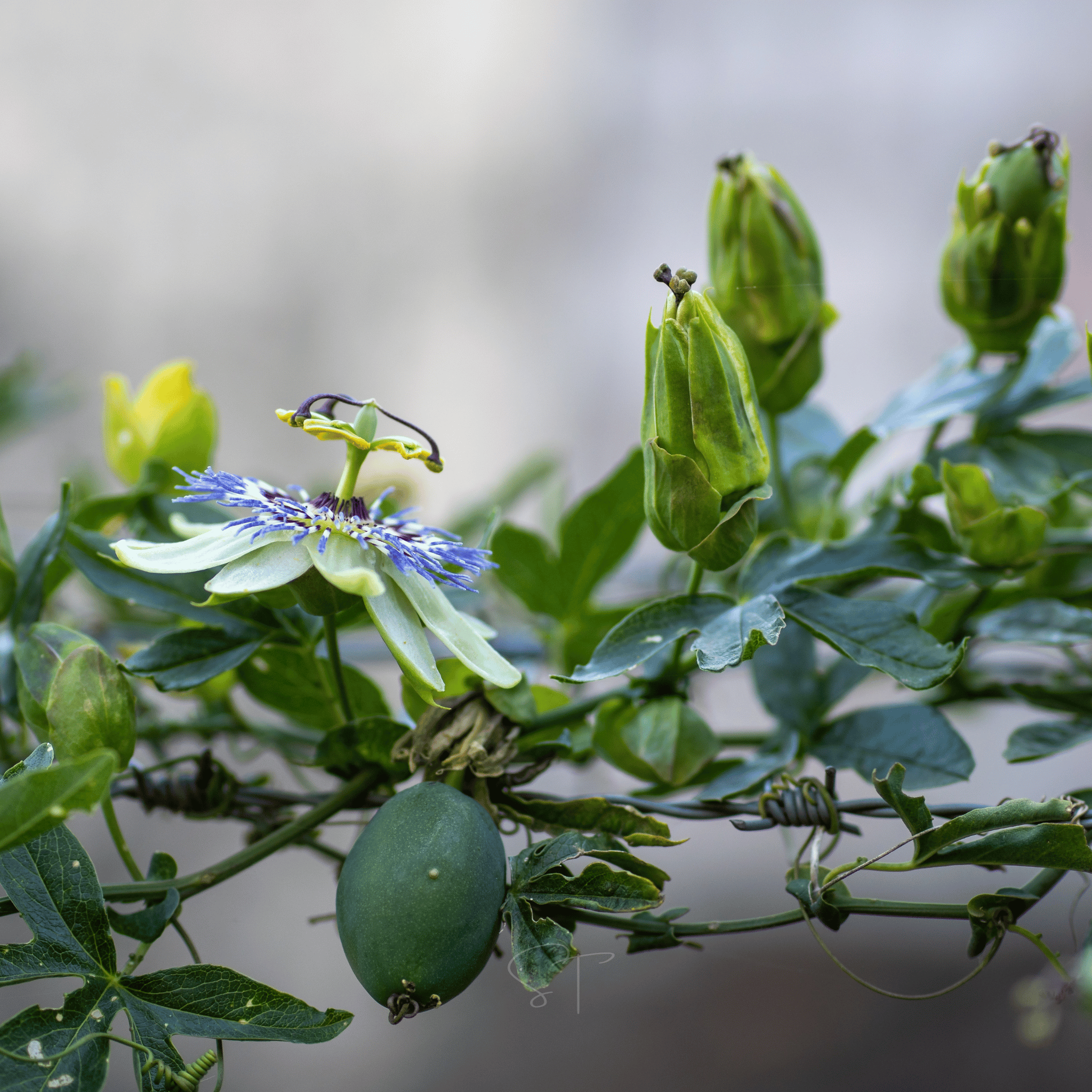 Blue Passionflower – 20 Seeds seed packet from Seed Therapy – American - grown, heirloom seeds