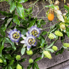 Blue Passionflower – 20 Seeds seed packet from Seed Therapy – American - grown, heirloom seeds