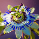 Blue Passionflower – 20 Seeds seed packet from Seed Therapy – American - grown, heirloom seeds