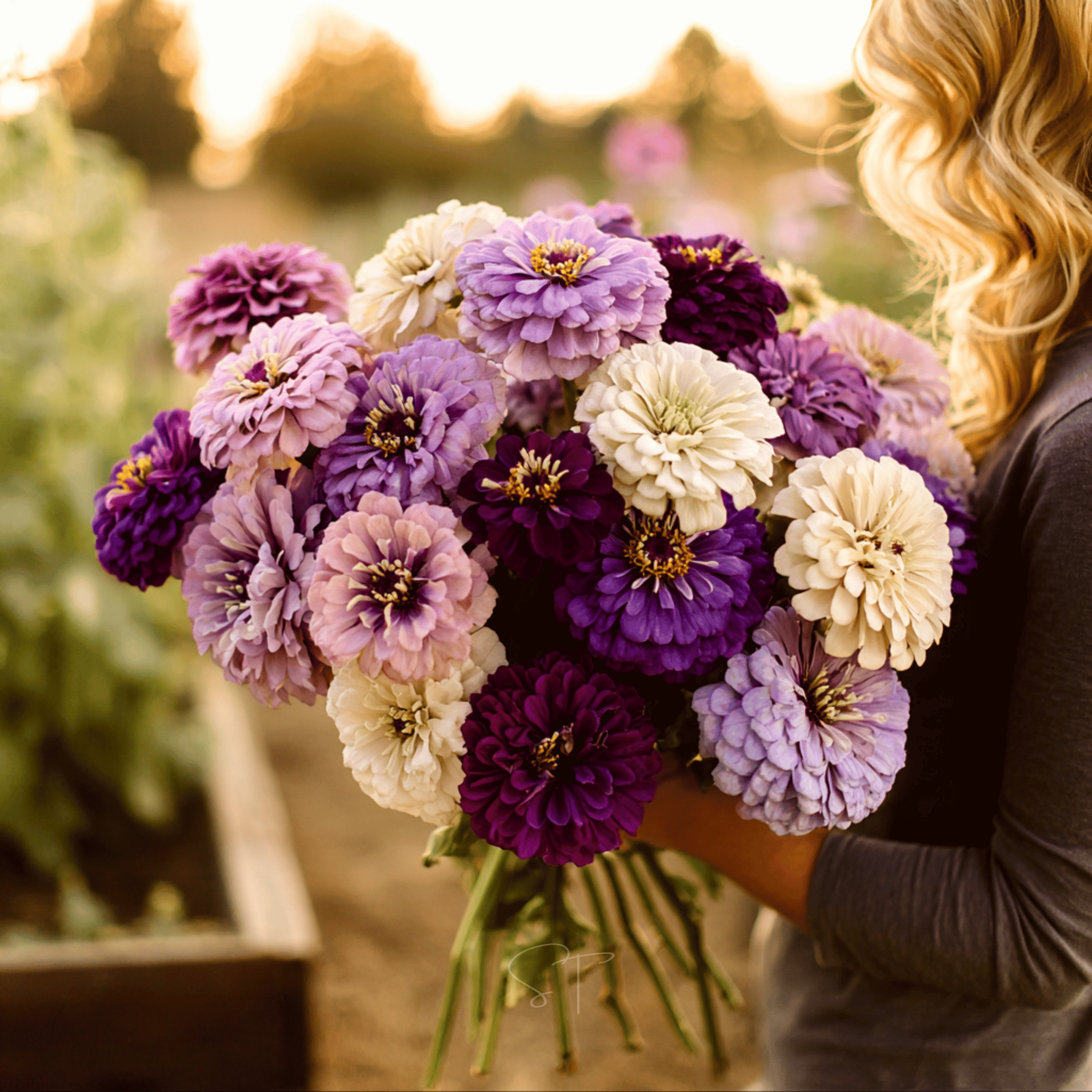 Blueberry Cheesecake Zinnia – 100 Seeds seed packet from Seed Therapy – American - grown, heirloom seeds