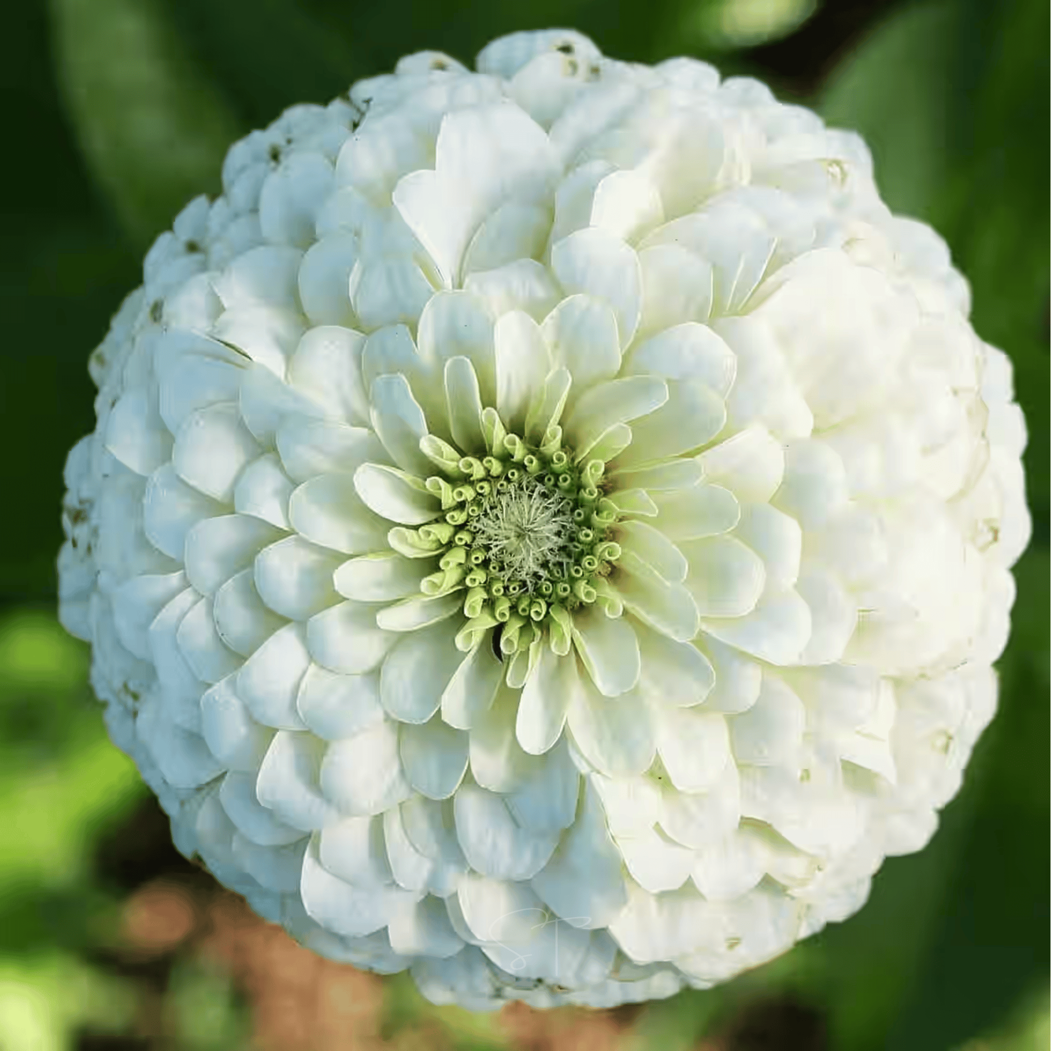 Blushing Bride Zinnia Mix - 100 Seeds seed packet from Seed Therapy – American - grown, heirloom seeds