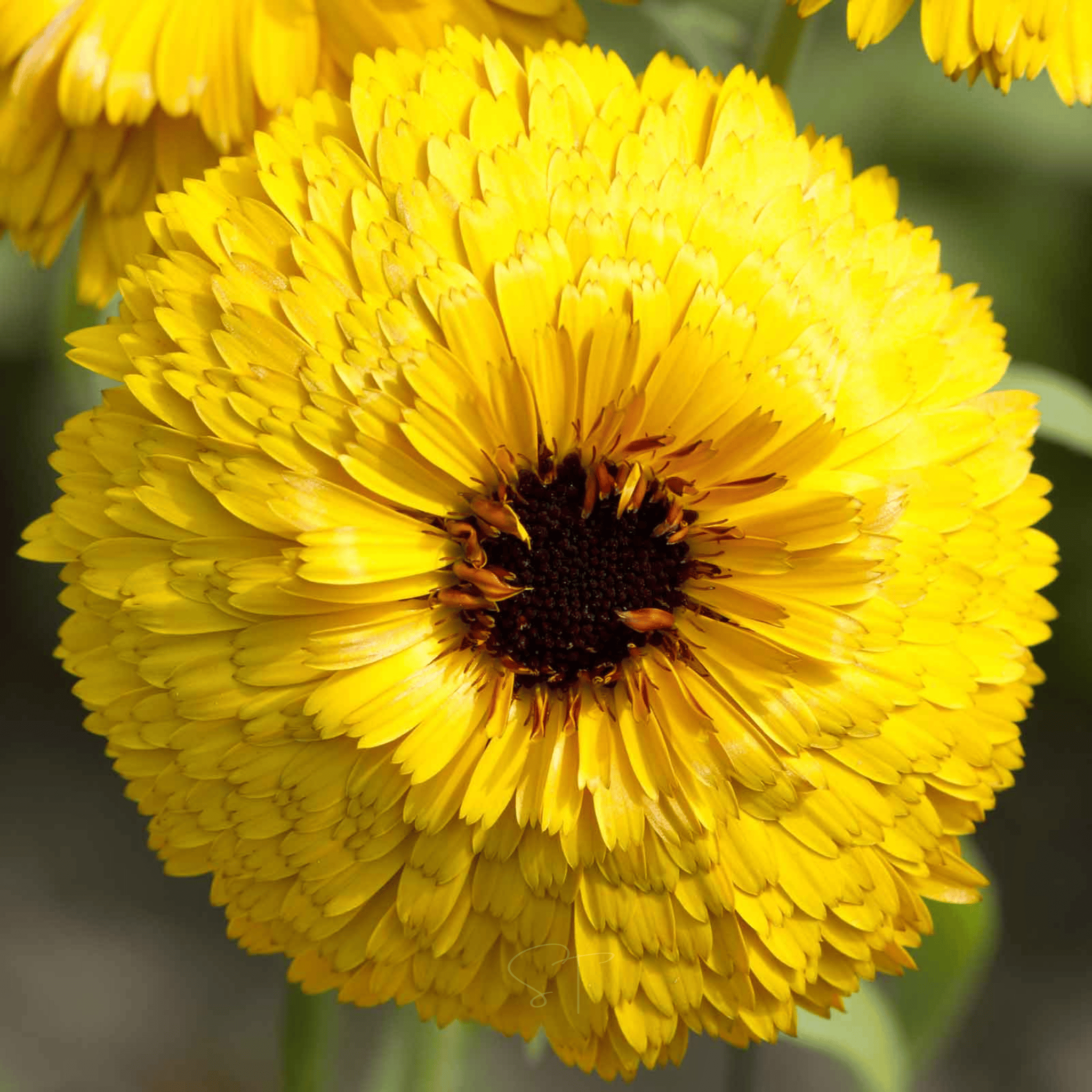 Bull's Eye Calendula - 50 Seeds seed packet from Seed Therapy – American - grown, heirloom seeds