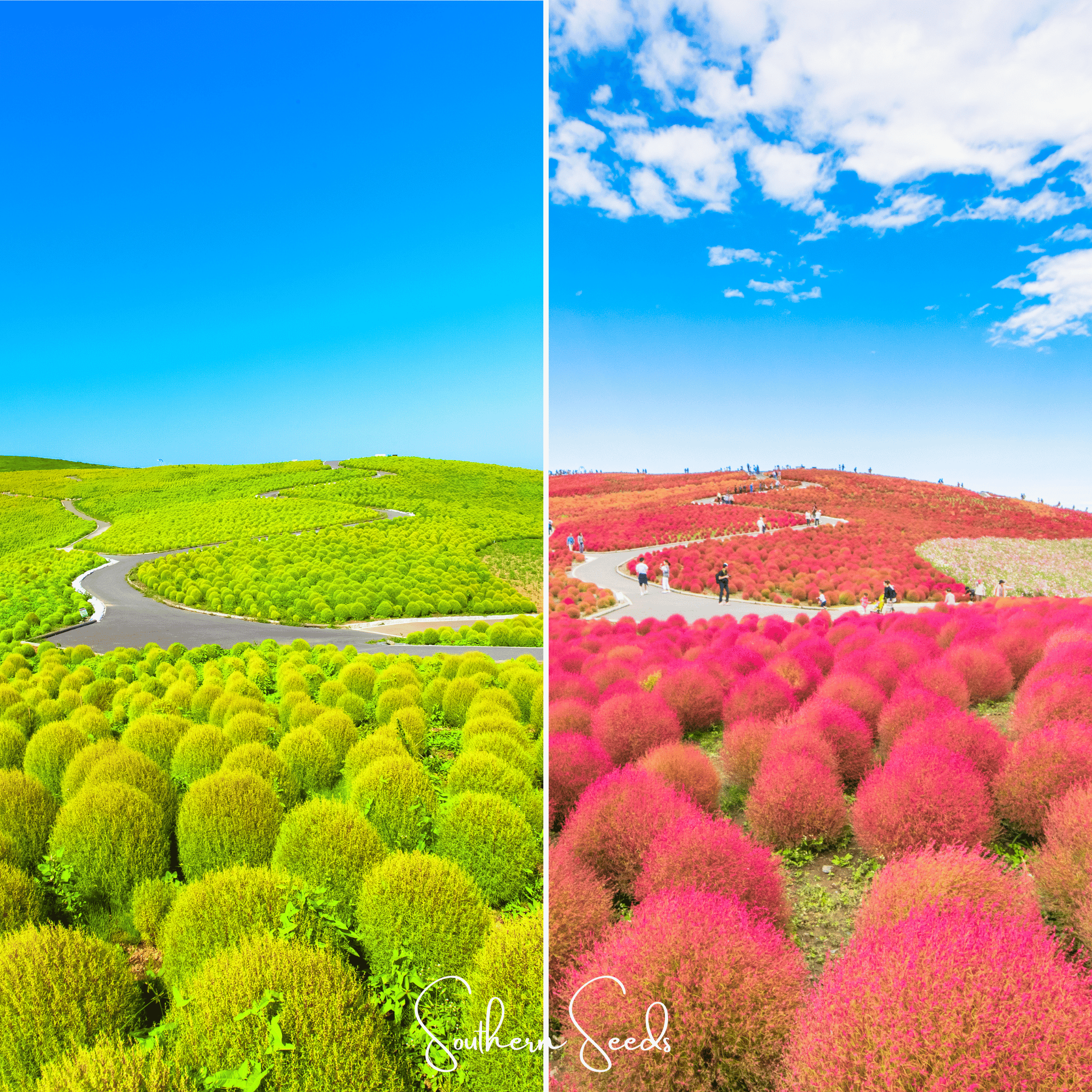 Burning Bush (Kochia trichophylla) - Changes Colors - 100 Seeds