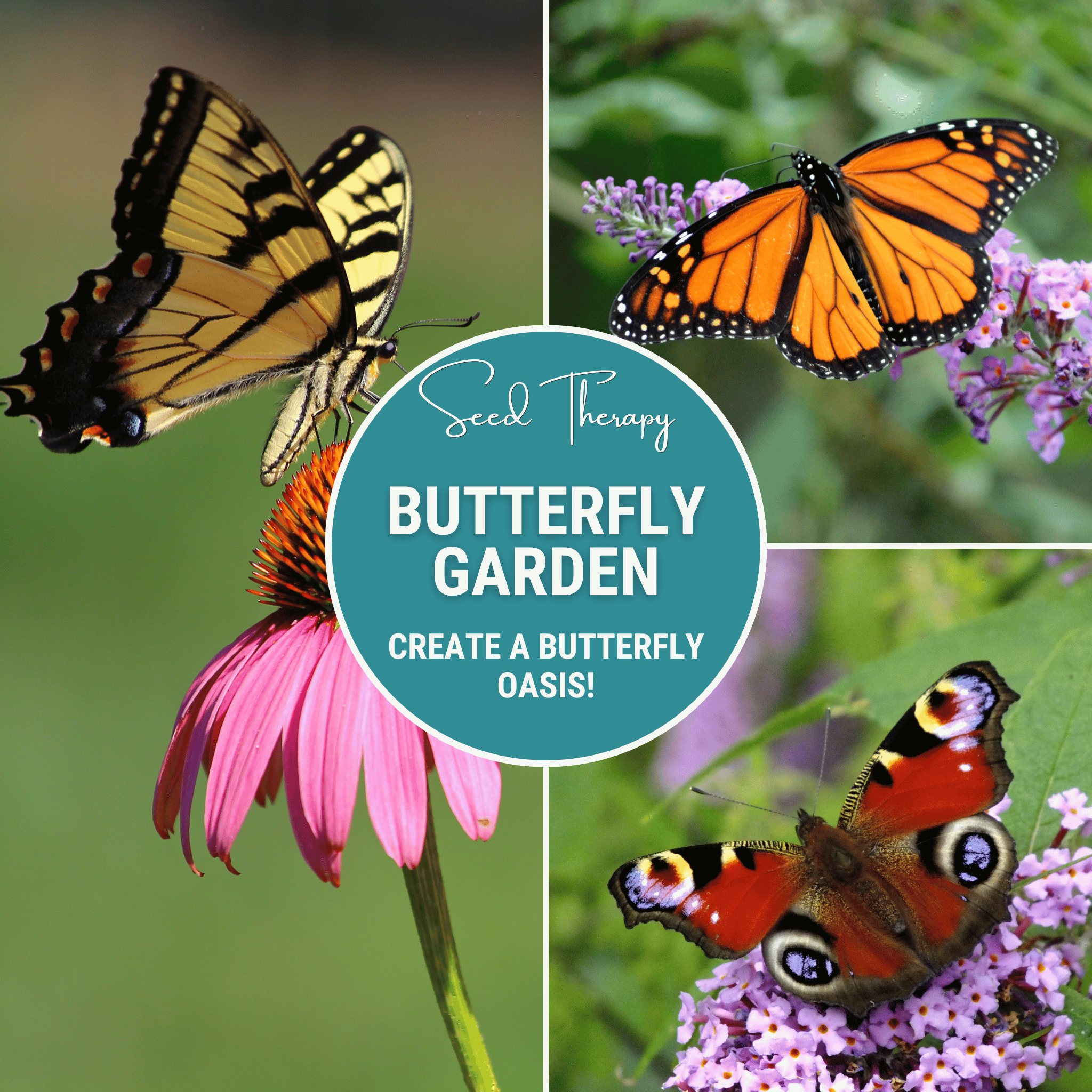 Butterfly Garden Seed Collection - 10 Varieties seed packet from Seed Therapy – American - grown, heirloom seeds