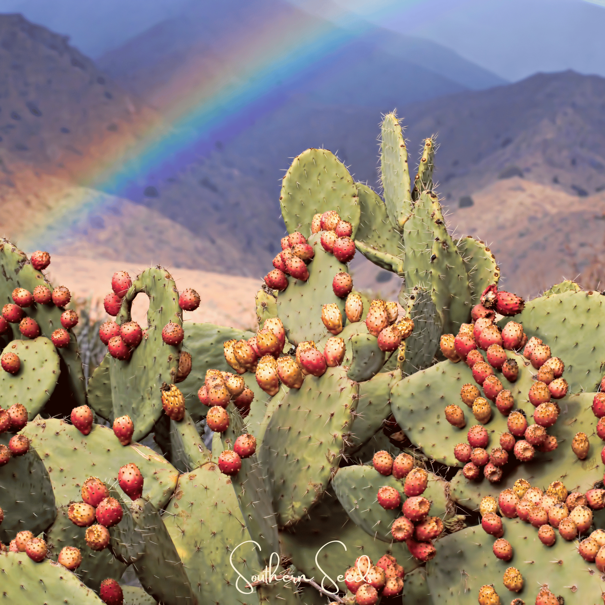 plant prickly pear seeds Prickly Pear Cactus – 15 Seeds