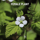 California Blackberry - 30 Seeds seed packet from Seed Therapy – American - grown, heirloom seeds