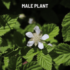 California Blackberry - 30 Seeds seed packet from Seed Therapy – American - grown, heirloom seeds