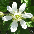 California Blackberry - 30 Seeds seed packet from Seed Therapy – American - grown, heirloom seeds