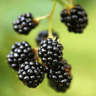 California Blackberry - 30 Seeds seed packet from Seed Therapy – American - grown, heirloom seeds