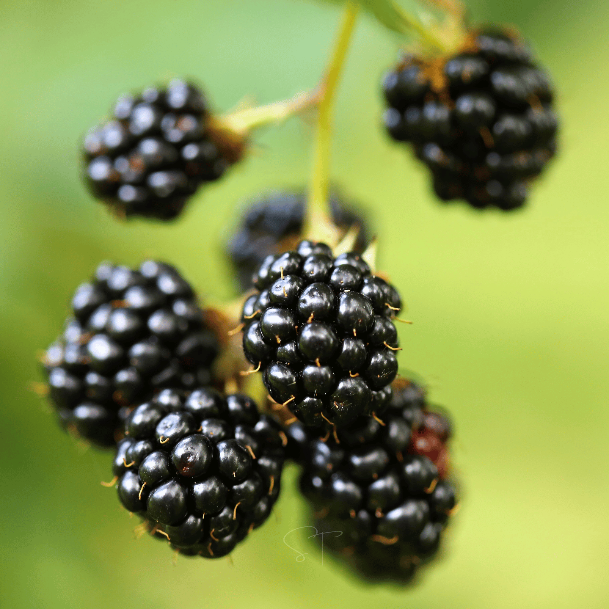 California Blackberry - 30 Seeds seed packet from Seed Therapy – American - grown, heirloom seeds