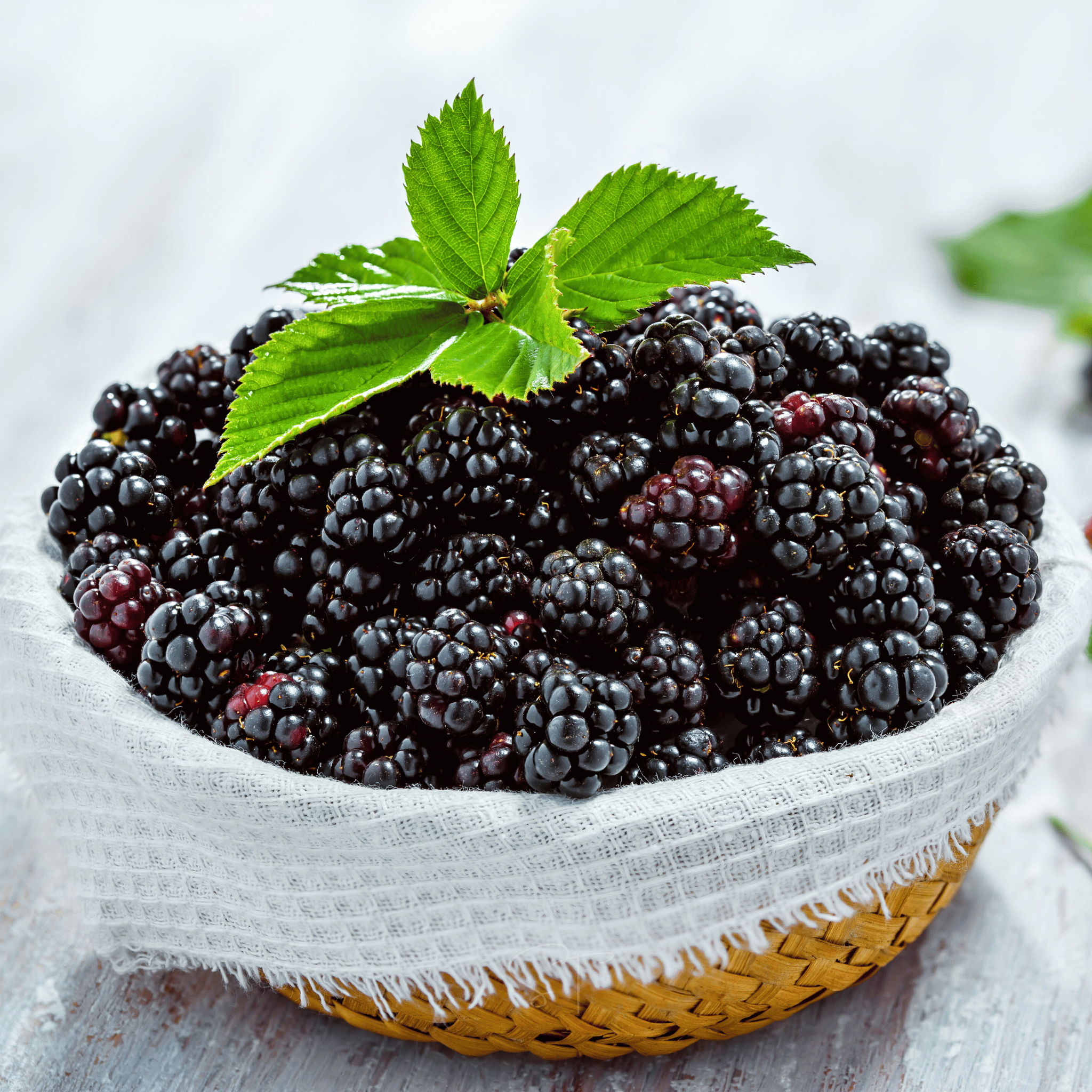 California Blackberry - 30 Seeds seed packet from Seed Therapy – American - grown, heirloom seeds