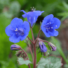 California Bluebell – 500 Seeds seed packet from Seed Therapy – American - grown, heirloom seeds