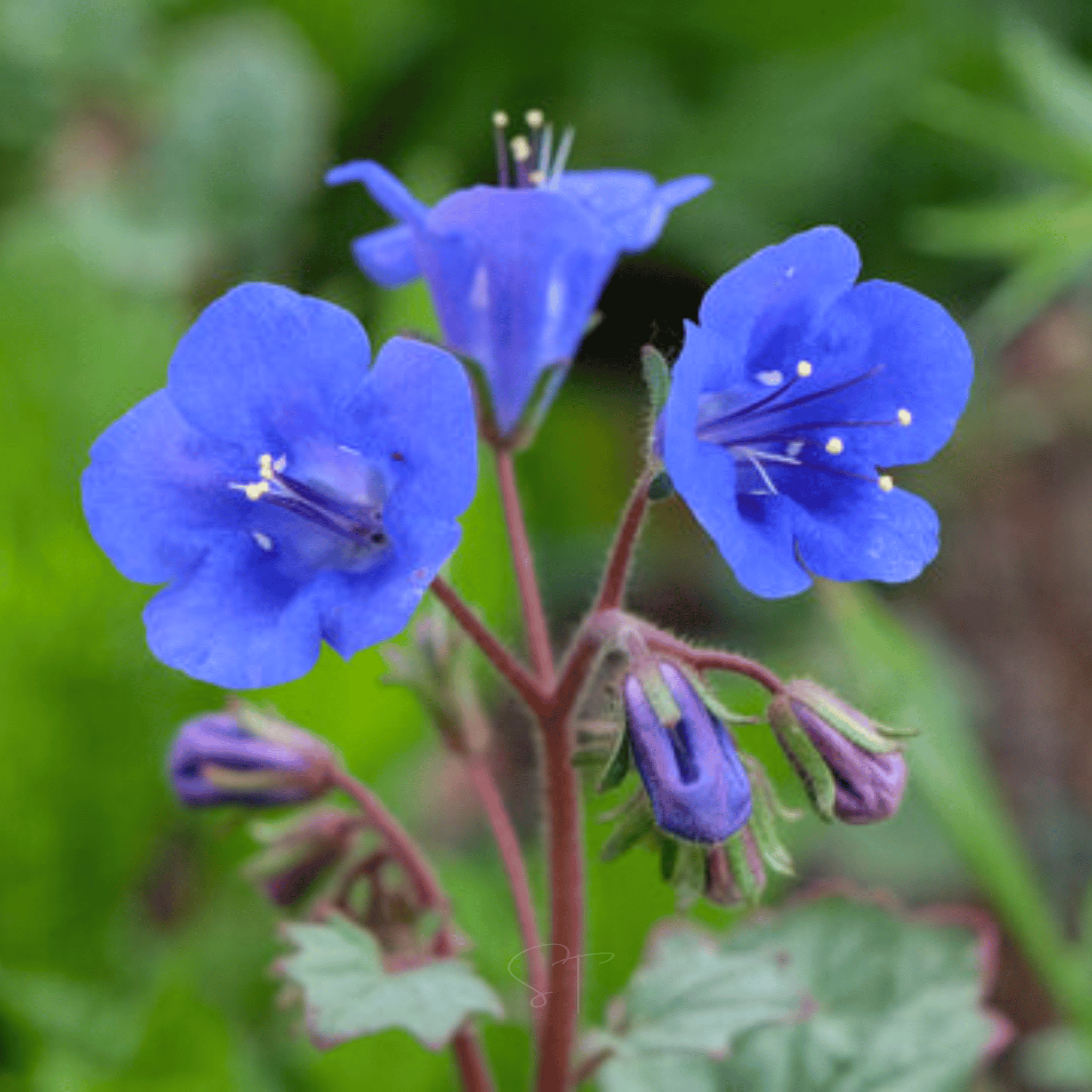 California Bluebell – 500 Seeds seed packet from Seed Therapy – American - grown, heirloom seeds