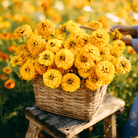 Canary Bird Zinnia – 100 Seeds seed packet from Seed Therapy – American - grown, heirloom seeds