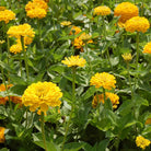 Canary Bird Zinnia – 100 Seeds seed packet from Seed Therapy – American - grown, heirloom seeds