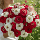 Candy Cane Zinnia – 100 Seeds seed packet from Seed Therapy – American - grown, heirloom seeds