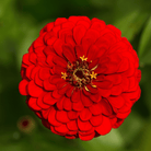 Candy Cane Zinnia – 100 Seeds seed packet from Seed Therapy – American - grown, heirloom seeds