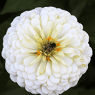 Candy Cane Zinnia – 100 Seeds seed packet from Seed Therapy – American - grown, heirloom seeds