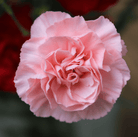 Carnation, La France (Dianthus caryophyllus) - 50 Seeds seed packet from Seed Therapy – American - grown, heirloom seeds