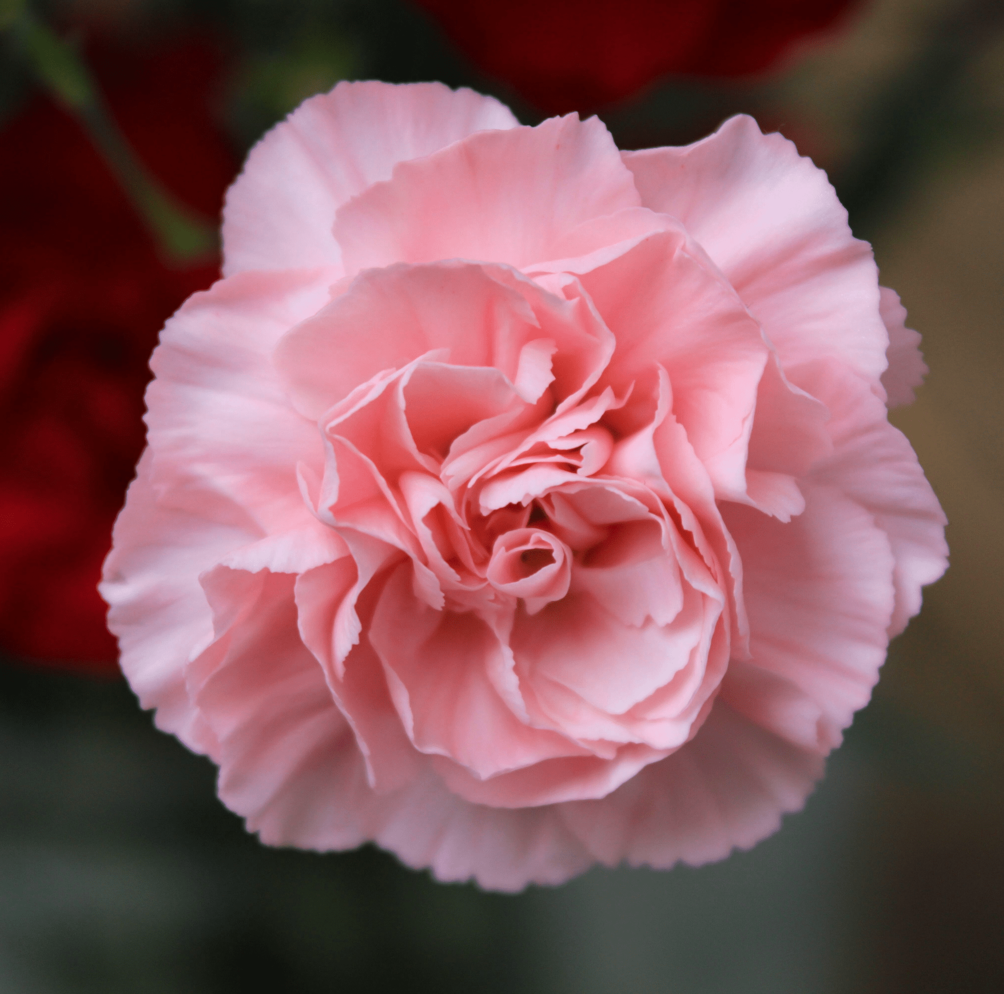 Carnation, La France (Dianthus caryophyllus) - 50 Seeds seed packet from Seed Therapy – American - grown, heirloom seeds