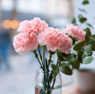 Carnation, La France (Dianthus caryophyllus) - 50 Seeds seed packet from Seed Therapy – American - grown, heirloom seeds