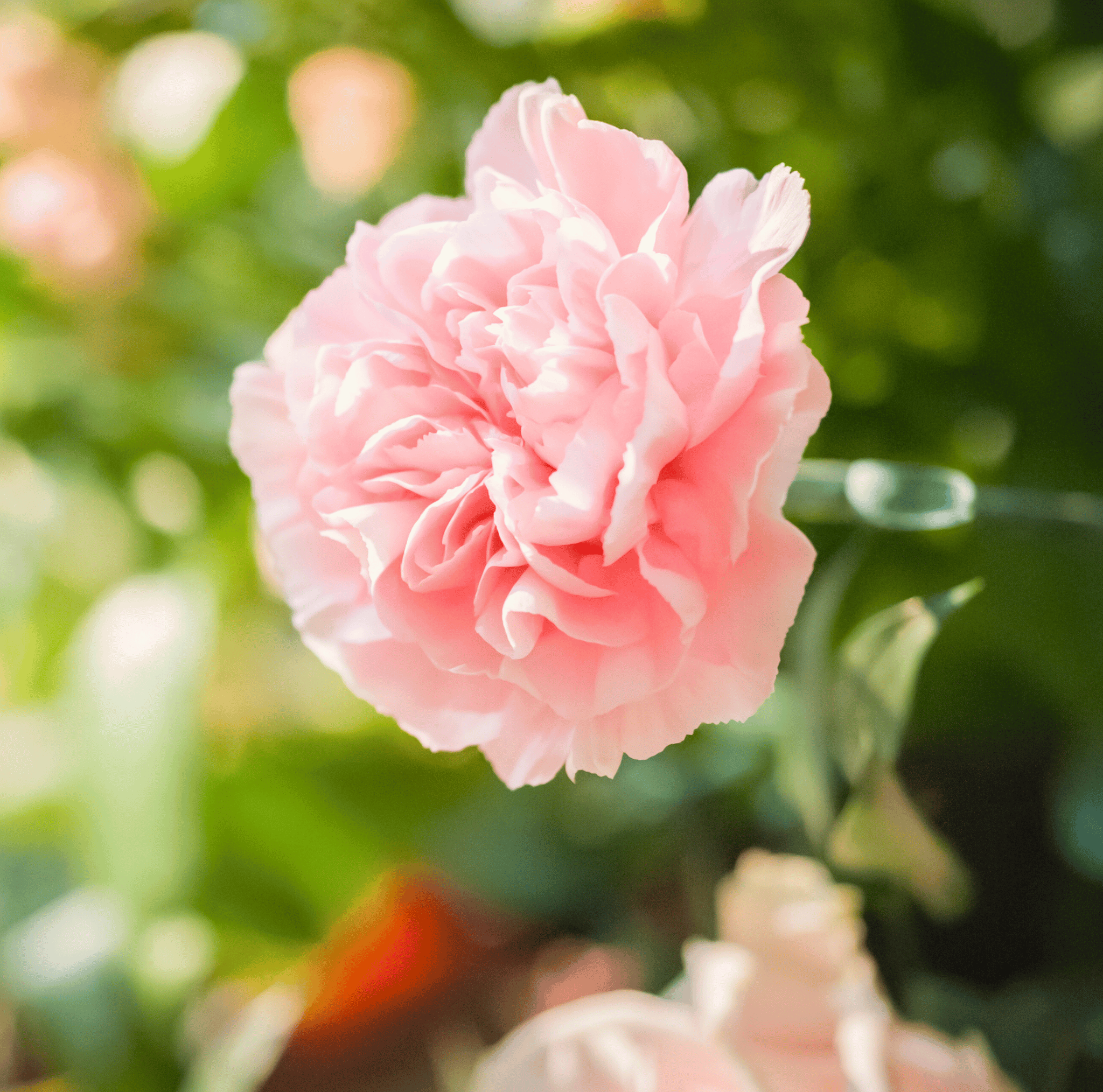 Carnation, La France (Dianthus caryophyllus) - 50 Seeds seed packet from Seed Therapy – American - grown, heirloom seeds