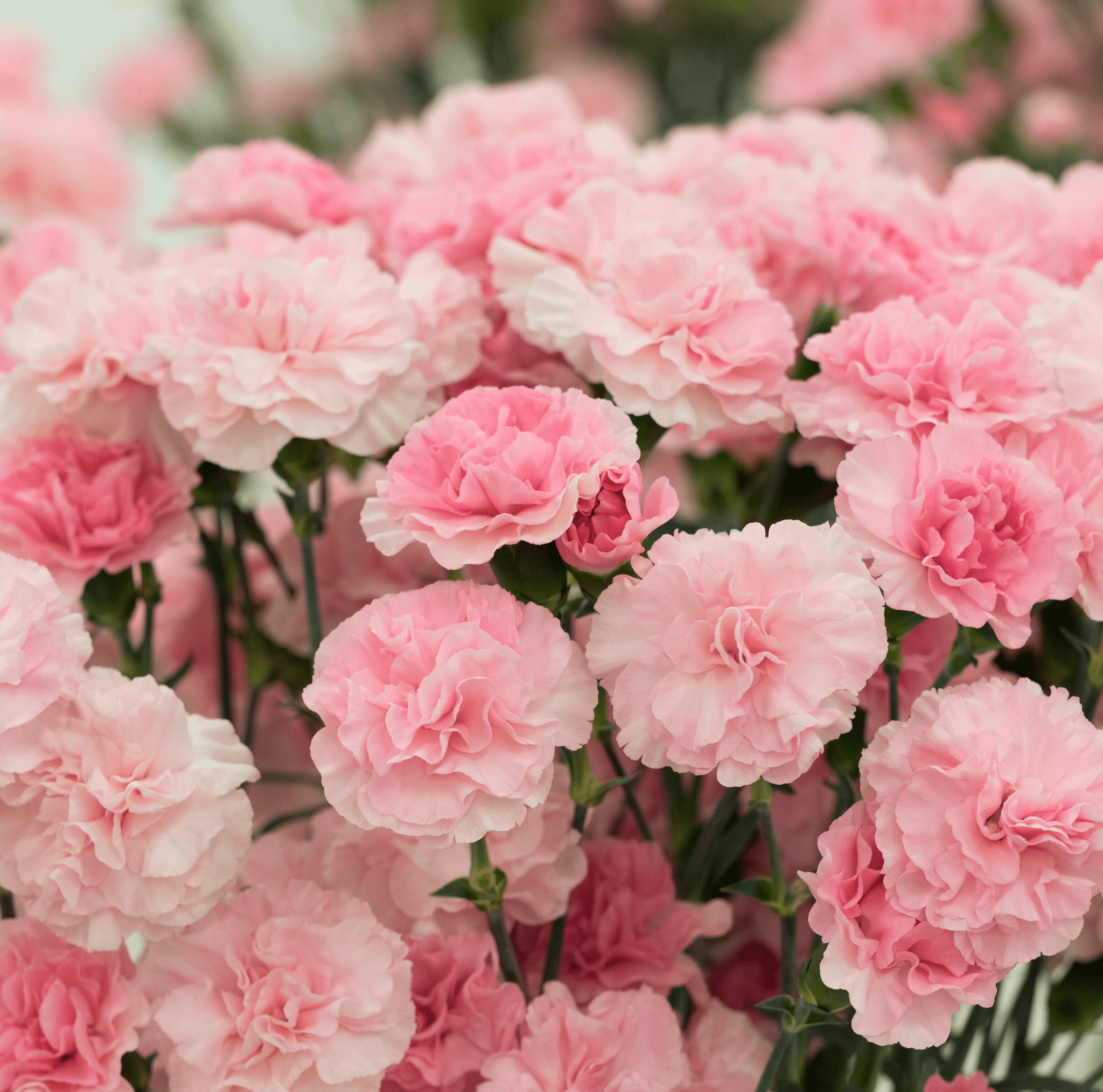 Carnation, La France (Dianthus caryophyllus) - 50 Seeds seed packet from Seed Therapy – American - grown, heirloom seeds