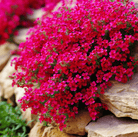 Cascade Red Rockcress – 50 Seeds seed packet from Seed Therapy – American - grown, heirloom seeds