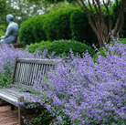 Catmint – 100 Seeds seed packet from Seed Therapy – American - grown, heirloom seeds