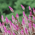 Celosia, Flamingo Feather (Celosia spicata) - 40 Seeds seed packet from Seed Therapy – American - grown, heirloom seeds