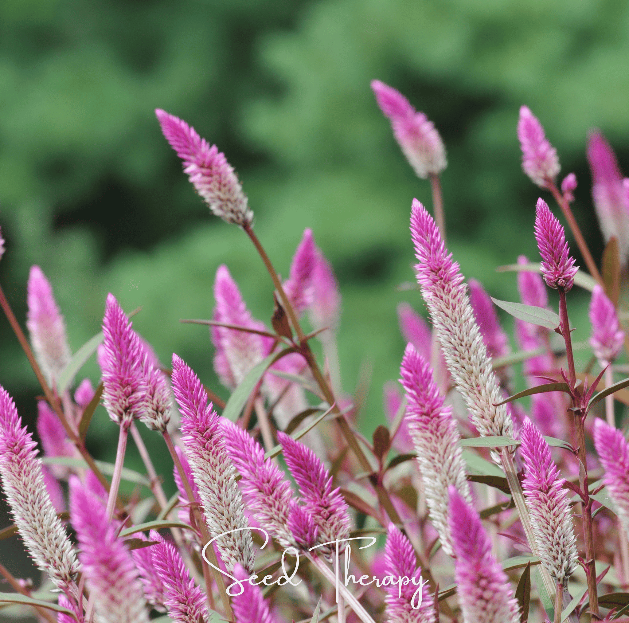 Celosia, Flamingo Feather (Celosia spicata) - 40 Seeds seed packet from Seed Therapy – American - grown, heirloom seeds